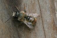 Osmia bicornis