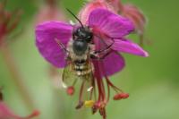 Osmia bicornis bicornis
