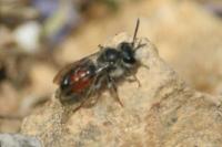 Andrena labiata