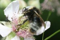 Bombus sylvestris