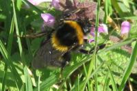 Bombus hortorum