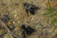 Andrena vaga