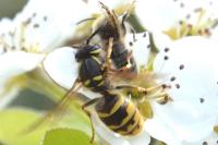 Vespula vulgaris