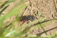 Sphecodes albilabris