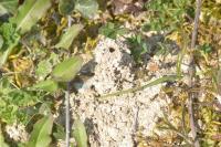 Lasioglossum marginatum