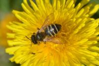 Andrena gravida