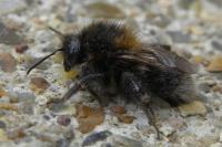 Bombus hypnorum