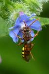 Nomada flava