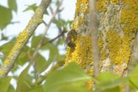 Colletes cunicularius