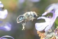 Osmia caerulescens