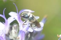 Osmia caerulescens