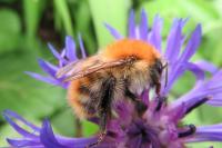 Bombus pascuorum