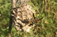 Polistes dominula