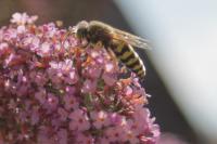 Bembix rostrata