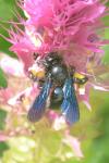 Xylocopa iris