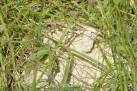 Lasioglossum marginatum