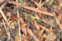 Formica pratensis