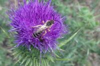 Halictus scabiosae