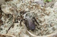 Andrena vaga