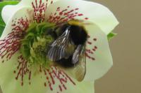 Bombus pratorum