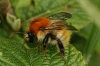 Bombus pascuorum