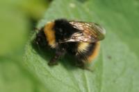 Bombus pratorum
