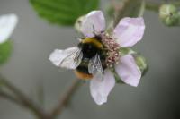 Bombus pratorum