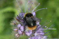 Bombus pratorum