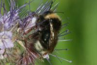 Bombus sylvestris