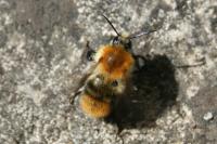 Bombus pascuorum
