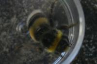 Bombus lucorum