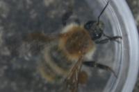 Bombus pascuorum