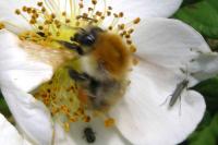 Bombus pascuorum