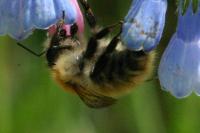 Bombus pascuorum