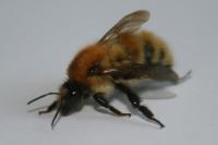 Bombus pascuorum