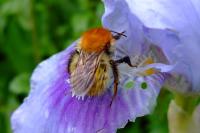 Bombus pascuorum