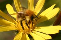 Bombus pascuorum