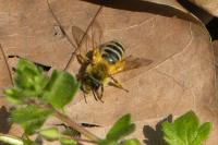 Andrena gravida