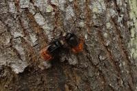 Osmia cornuta