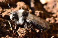 Andrena cineraria
