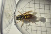 Vespula germanica