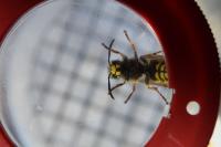 Vespula germanica