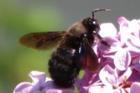 Xylocopa violacea