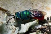 Chrysis ignita
