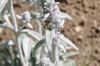 Anthidium manicatum