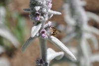 Anthidium manicatum