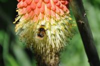 Bombus pratorum