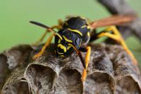 Polistes bischoffi