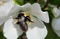 Andrena cineraria