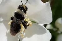 Andrena cineraria